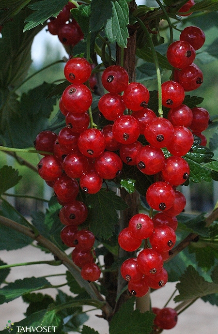 Ribes Rubrum-Ryhmä 'Katri', punaherukka